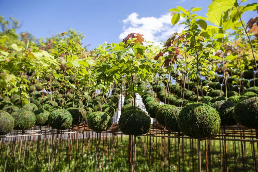 Suspended plants hanging
