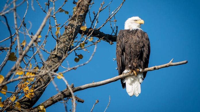 Earth911 Quiz #65: Know Your American Environmental History