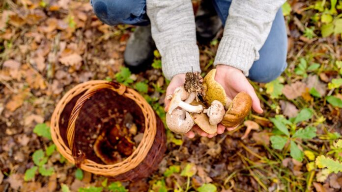 Responsible Mushroom Hunting - Earth911