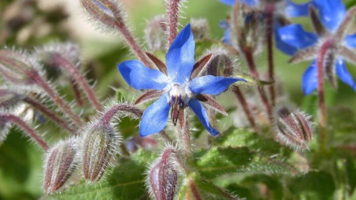 Peep These Nine Pest-Prevention Plants, Pronto!
