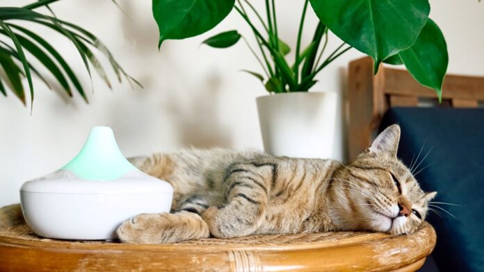 Protect Your Pets From Essential Oils