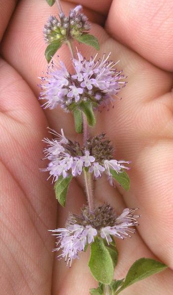 Pennyroyal
