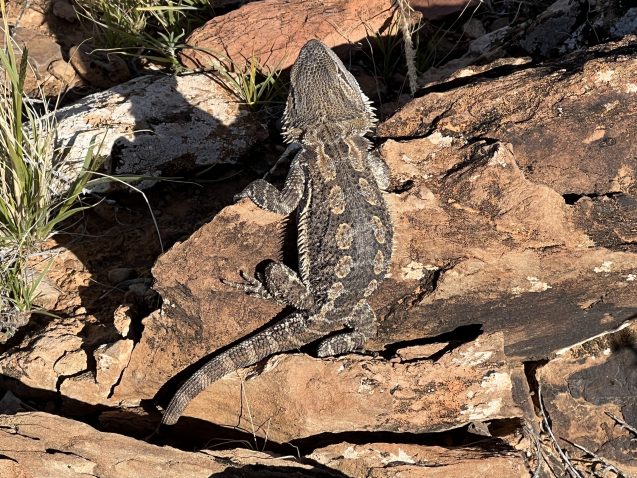 bearded dragon sitting on rock