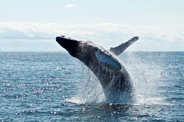 Bitcoin whale moves BTC to Binance exchange