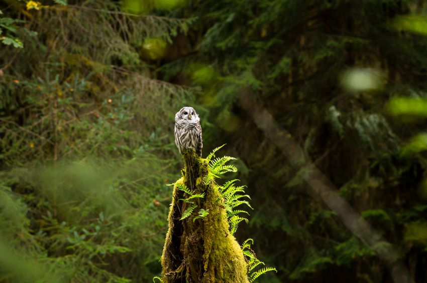 Owl in old-growth forest