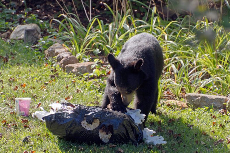 Bear eating trash from garbage can