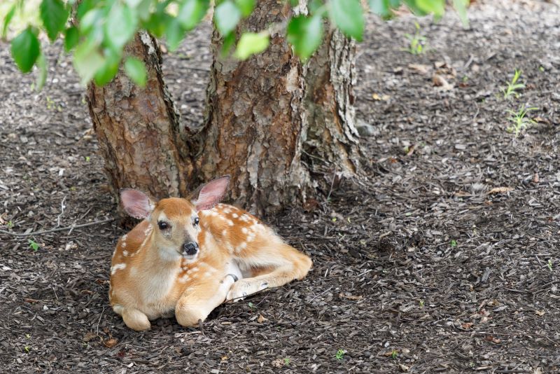 Faun lying down in the shade of a tree