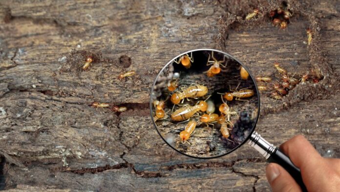 Natural Termite Prevention - Earth911