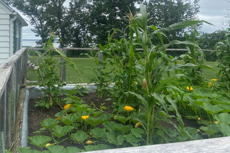 Three Sisters garden