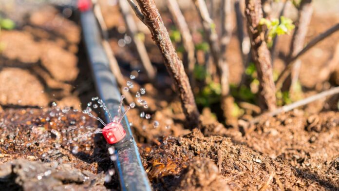 Watering Your Garden Wisely - Earth911