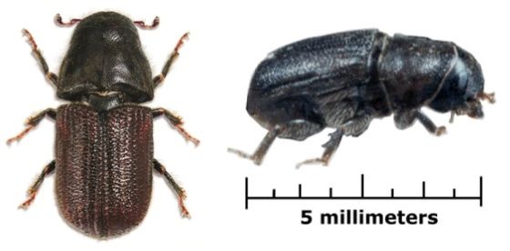 2 views of the mountain pine beetle