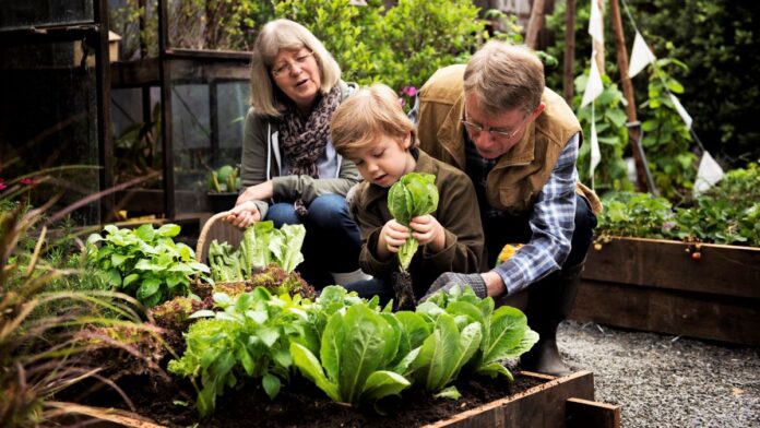 Home “Eco”nomics – Vegetable Gardens