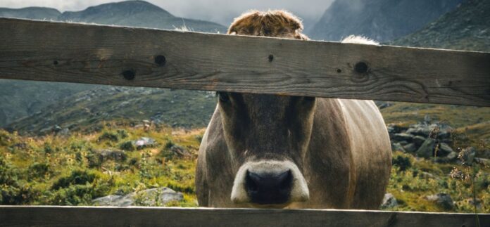 Chesterton's Fence Is the Secret to Not Making Stupid Decisions 