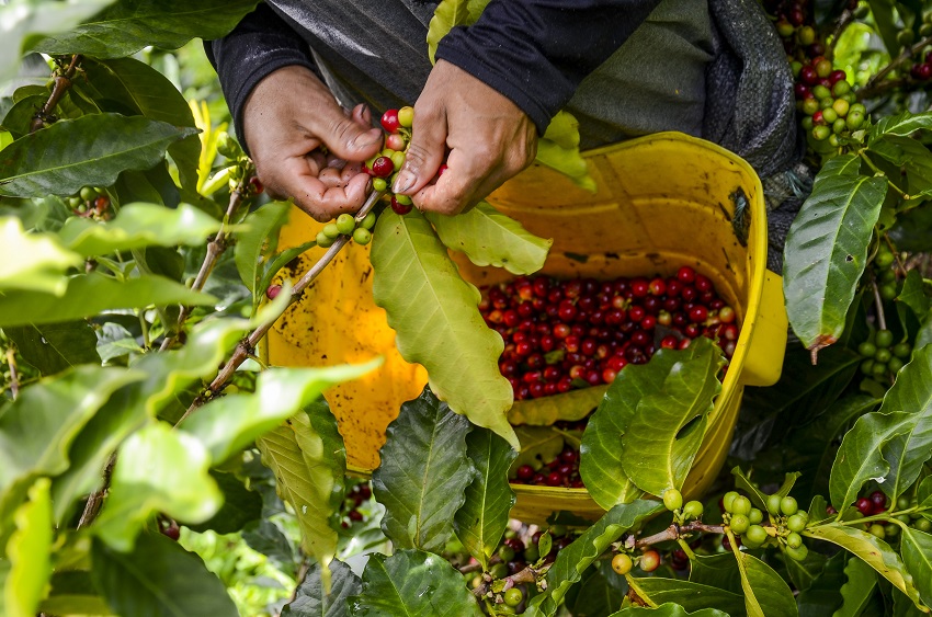 Harvesting coffee beans