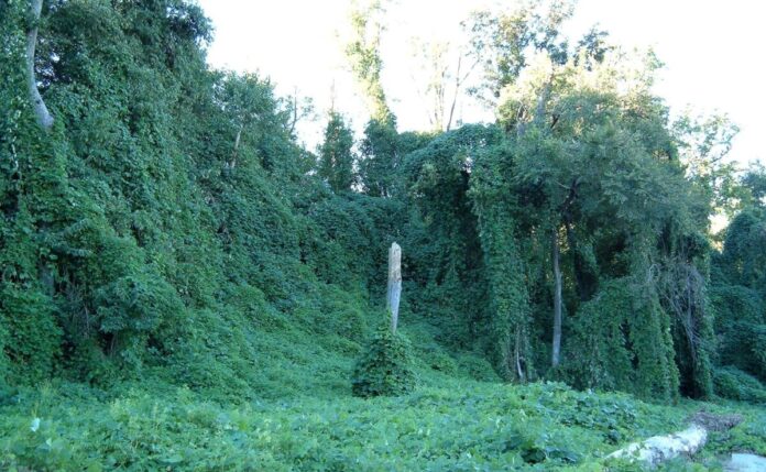 Kudzu growing on trees in Atlanta Georgia