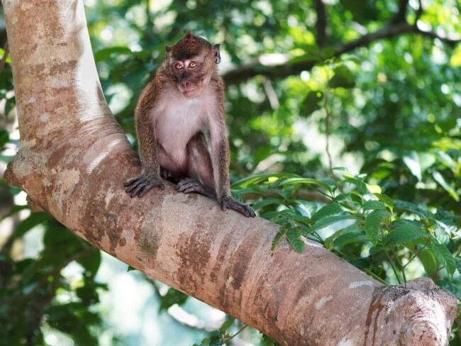 Juvenile Philippine long-tailed macaque, Quezon National Forest Park (Jenna Lawrence, Climate School)