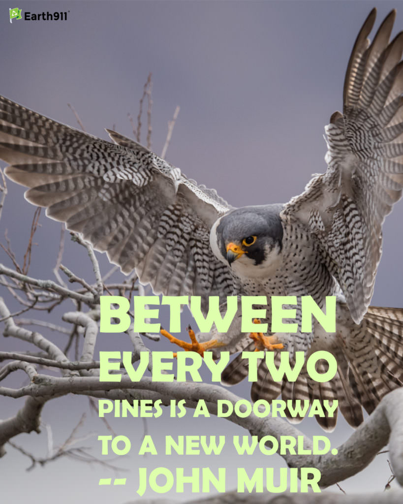 "Between every two pines is a doorway to a new world." -- John Muir