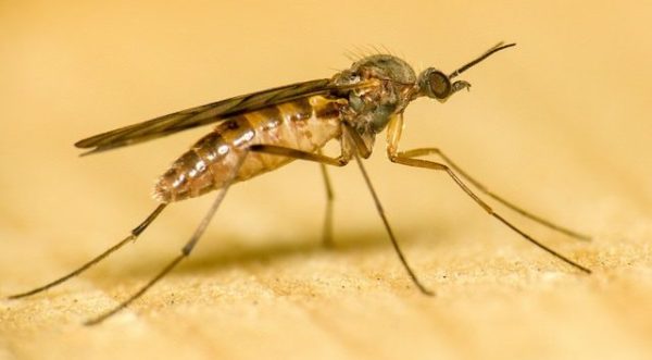 gnat