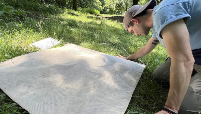 Man inspects corduroy cloth for signs of ticks on grass