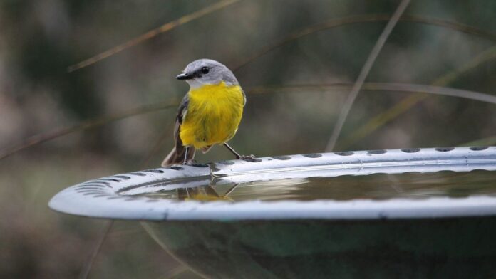 Easy DIY Birdbaths: Refreshing for Wildlife & Entertaining for You