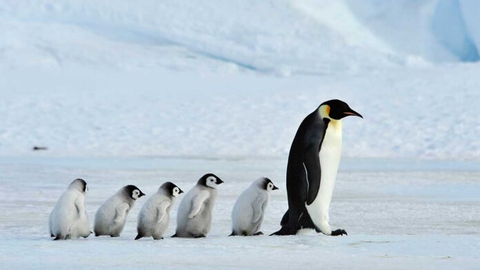 Polar Bears and Penguins Aren’t Wearing Our Clothes But They Might Be Eating Them