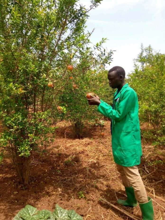 Man in green coat and khaki pants and rain boots on an orchard