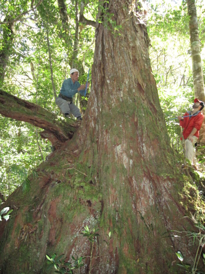 Tree Rings, Climate Change and the Rainy Season – State of the Planet