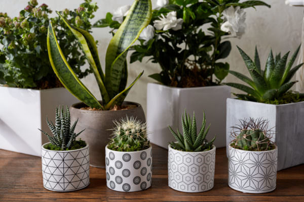 The Bouqs Co. ornamental plants