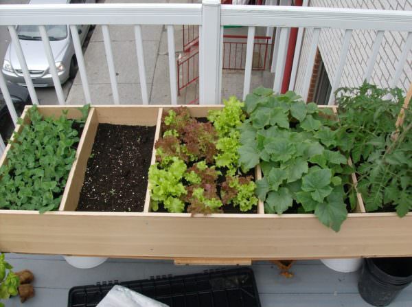 Gardener Tom's bookcase container garden - edible container gardens