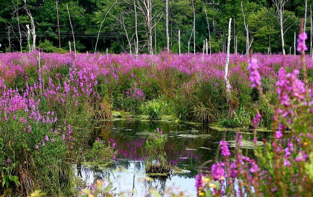 Invasive plant species Purple loosestrife growing in lake