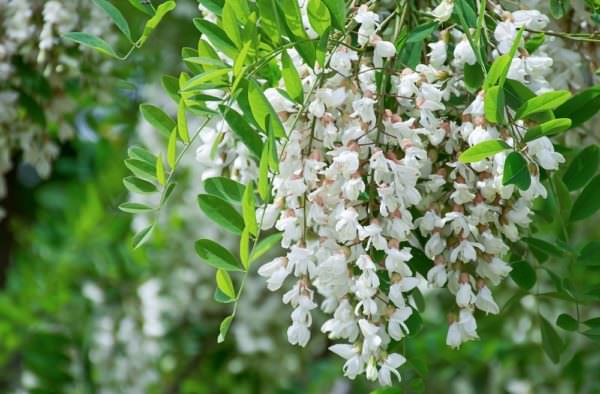 flowers of the Robinia pseudoacacia tree