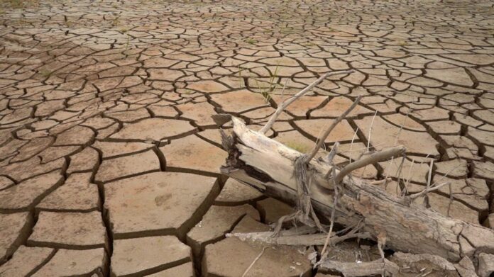 extremely dry land and driftwood